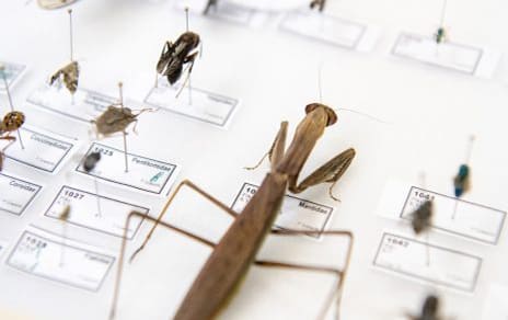 Biology, insects